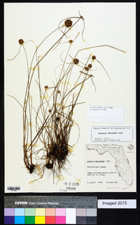 Cyperus filiculmis image