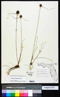 Cyperus filiculmis image