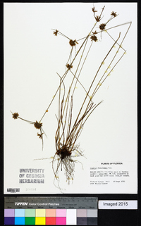 Cyperus filiculmis image