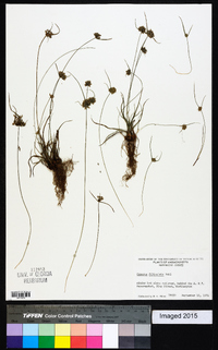 Cyperus filiculmis image