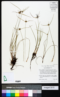 Cyperus filiculmis image