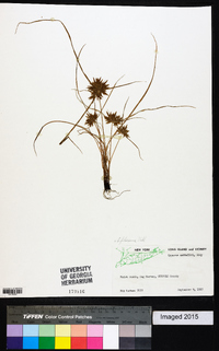 Cyperus filiculmis image