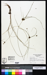 Cyperus filiculmis image