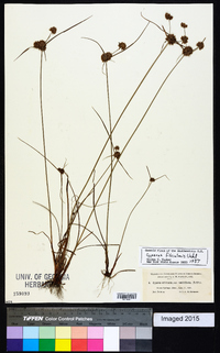 Cyperus filiculmis image