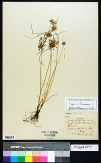 Cyperus flavescens image