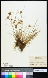 Cyperus flavescens image