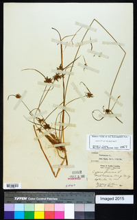 Cyperus flavescens image