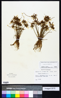 Cyperus flavescens image