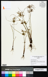 Cyperus flavescens image