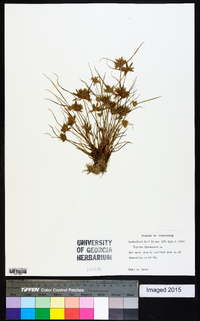 Cyperus flavescens image