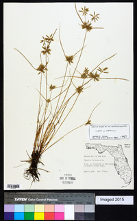 Cyperus flavescens image