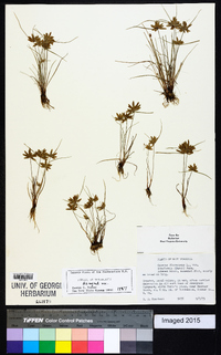 Cyperus filiculmis image