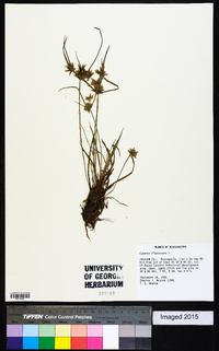 Cyperus filiculmis image