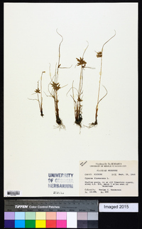 Cyperus flavescens image