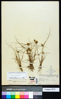 Cyperus flavescens image