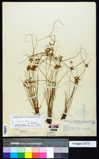 Cyperus flavescens image