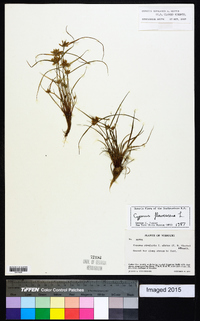 Cyperus flavescens image