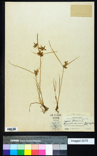 Cyperus flavescens image