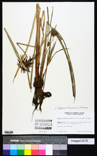 Cyperus flavicomus image