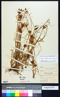 Cyperus flavicomus image