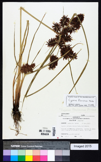 Cyperus flavescens image