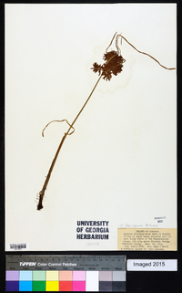 Cyperus flavicomus image