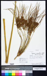 Cyperus giganteus image