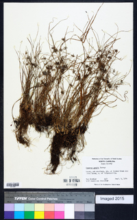 Cyperus grayi image