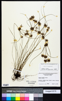 Cyperus grayi image