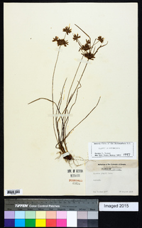 Cyperus grayi image