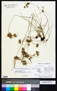 Cyperus grayi image