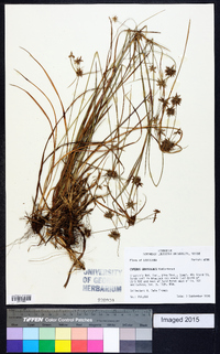 Cyperus grayoides image