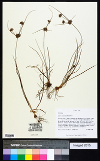 Cyperus grayoides image