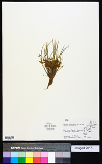 Cyperus hakonensis image