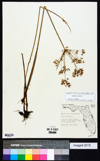 Cyperus haspan image