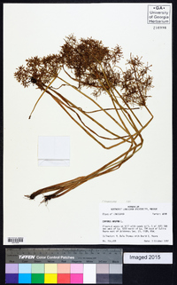 Cyperus haspan image