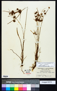 Cyperus houghtonii image