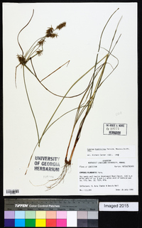 Cyperus hystricinus image