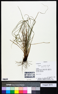 Cyperus incomtus image
