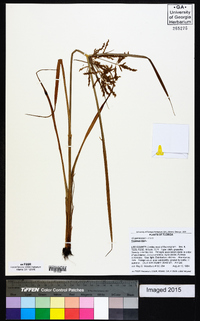 Cyperus iria image