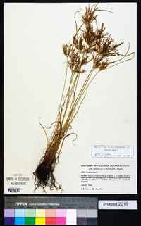 Cyperus iria image