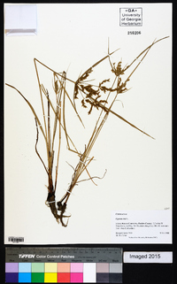 Cyperus iria image