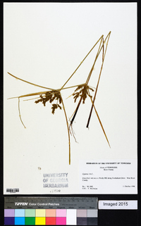 Cyperus iria image