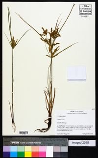 Cyperus iria image