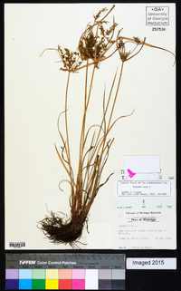 Cyperus iria image