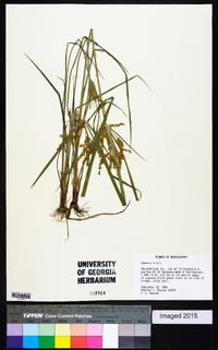 Cyperus iria image