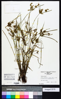 Cyperus iria image