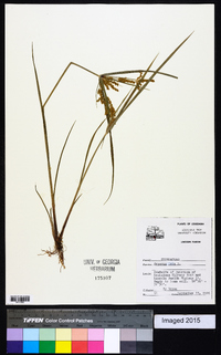 Cyperus iria image