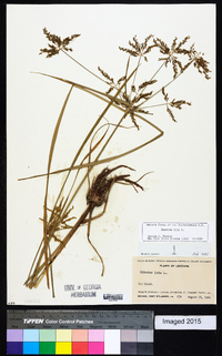 Cyperus iria image