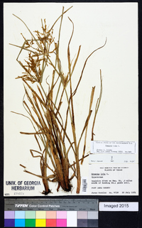 Cyperus iria image